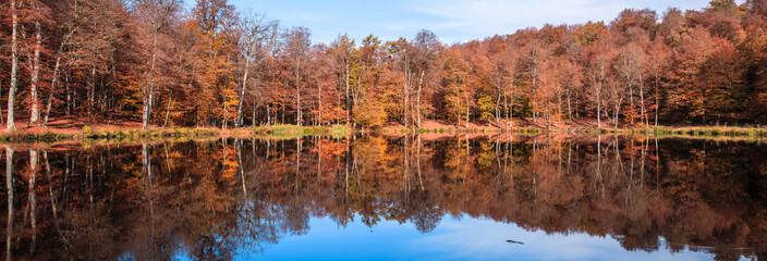 autumn forest with lake