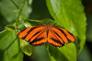 Fototapeta na wymiar Orange tiger on a leaf