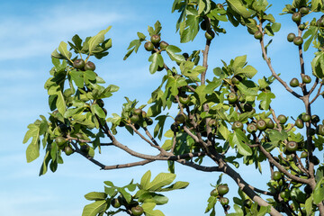 Fig tree against a blue sky, loaded with unripe figs