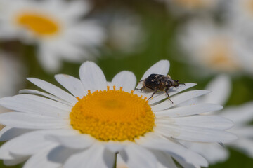 Chamomile blossom with scarab beetle