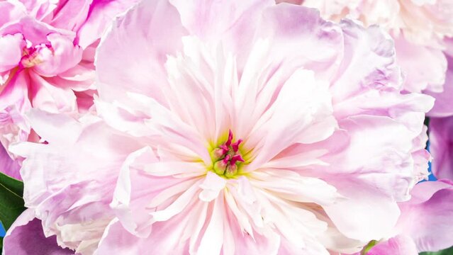 Pink Peonies Bouquet Blooming in Time Lapse on a Blue Background with Zoom In Effect. Tender Flowers Moving Petals Close Up While Blossoming