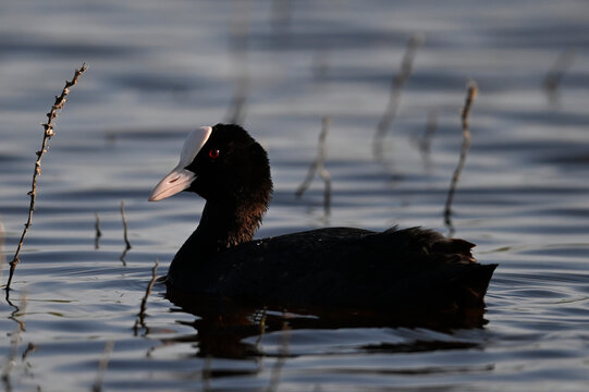 Bl&auml;ssralle, Bl&auml;sshuhn // Eurasian coot (Fulica atra)