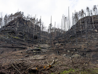 Forest after a devastating fire. Cut down charred trees rolling on the ground.