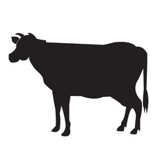 black and white cow