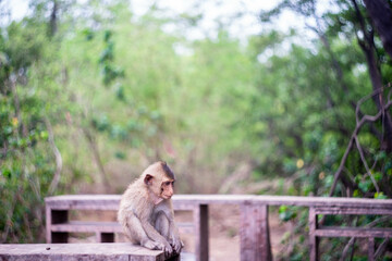 monkey on the tree eating