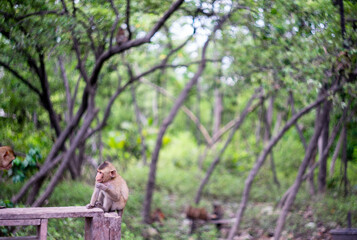 monkey on the tree eating