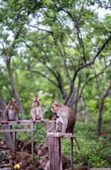 Obraz na płótnie Canvas monkey on the tree eating
