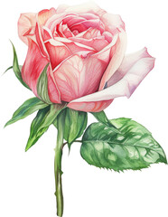 rose flowers watercolor isolated