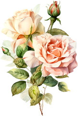 rose flowers bouquet watercolor isolated