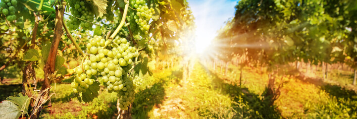 Close up on green grapes in a vineyard with sunshine, wine panoramic header
