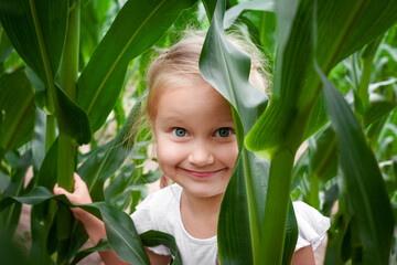 Corn Field. Having Fun on Summer Holiday on Nature. Little Girl Child Playing Hiding in Corn field...