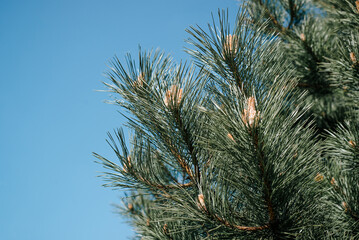 Close-up of green pine branches against the blue sky on a sunny day