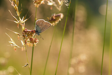 Mały motyl modraszek ikar na trawie o świcie na łace © Elżbieta Kaps