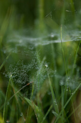 Rosa © Freshfanpage