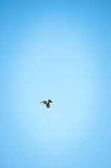 Ptak © Freshfanpage