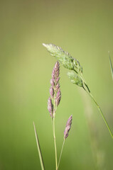 pola, mak, czerwień, lato, hayfield, roślin, zółty, kwiat, barwa, flora, kwiatowy, pora roku,...