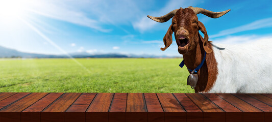 Close-up of an empty wooden table and a white and brown horned mountain goat with cow bell, looking...