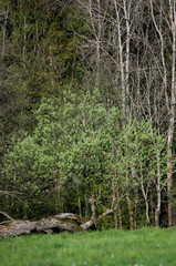 Droga leśna, lasy, las, krajobraz, łąki