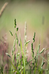 pola, mak, czerwień, lato, hayfield, roślin, zółty, kwiat, barwa, flora, kwiatowy, pora roku, daisies,Mak, rzepak, kwiaty na łące, rolnictwo, olej rzepakowy, kwiaty, roślinność, różowe kwiaty, art, de © Freshfanpage