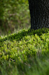 pola, mak, czerwień, lato, hayfield, roślin, zółty, kwiat, barwa, flora, kwiatowy, pora roku, daisies,Mak, rzepak, kwiaty na łące, rolnictwo, olej rzepakowy, kwiaty, roślinność, różowe kwiaty, art, de © Freshfanpage