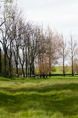 Obraz premium Poranek w lesie