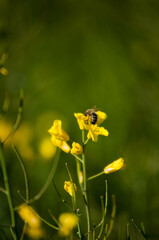 Rzepak, żółty kwiat