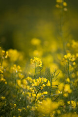 Rzepak, żółty kwiat