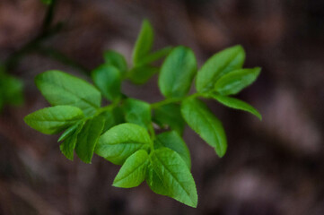 Zielone liście, kwiaty , łąka kwietna, odcienie zieleni, art