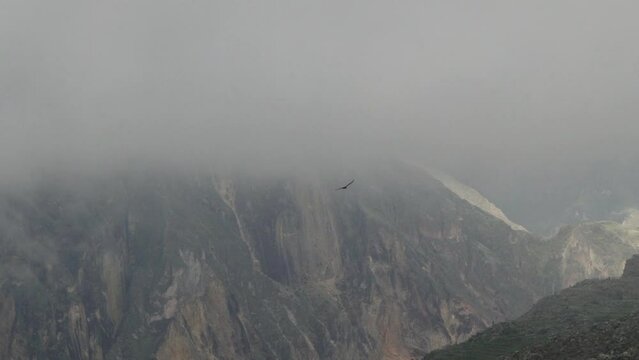 Andean condor, Vultur gryphus, the largest flying birds in the world, majestically soaring over the Colca Canyon in Peru, the deepest gorge on the planet.