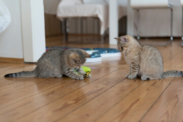 Zwei spielende golden-tabby British Shorthair kittens