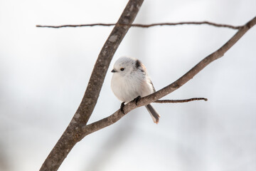 雪の妖精　シマエナガ