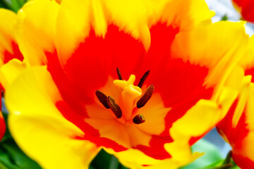 Close-up of a blossoming tulip in a park in spring.