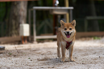 可愛い柴犬の子犬