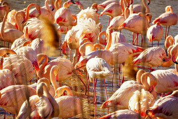 flock of flamingos © Julie