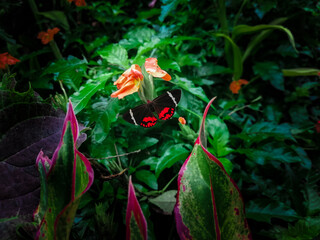 Red and Black color beautiful butterfly in the greenery garden