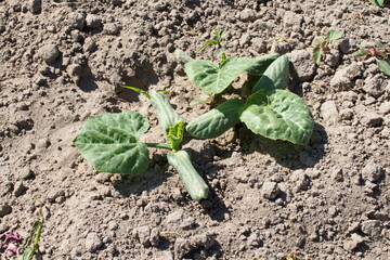 a pumpkin sprout on dry ground under scorching direct sunlight Plant on ground cultivation food squash seedling planted in the soil in the field, agriculture, plant and life concept, close-up view