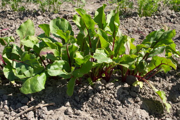 Young fresh beet leaves. Beetroot plants in a row Red beetroot, fresh sprouts and young leaves front view  Vegetable, herb Growing organic vegetables at home