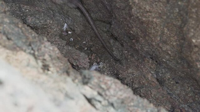 a rat hiding in a rock at the paracas national reserve in Peru.