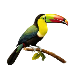 Foto op Plexiglas Toekan keel billed toucan isolated