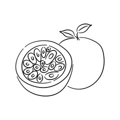 Passion fruit. Hand drawn outline doodle icon. Transparent isolated on white background. Vector illustration.