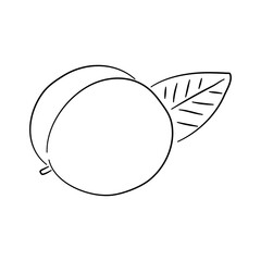 Apricot. Hand drawn outline doodle icon. Transparent isolated on white background. Vector illustration.