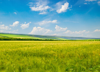 Green wheat field and blue sky. Beautiful agro landscape.
