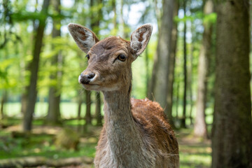 Naklejka na ściany i meble Close-up of a roe deer in the forest looking at the camera