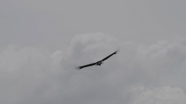 Andean condor, Vultur gryphus, the largest flying birds in the world, majestically soaring over the Colca Canyon in Peru, the deepest gorge on the planet.