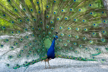 Obraz premium Close-up of a peacock cartwheeling at mating season