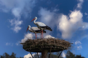 Storchenpaar in Schwarzenberg-Melsungen