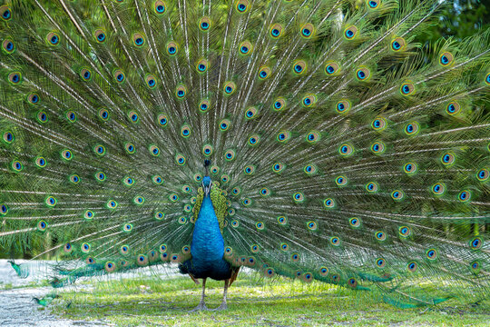 Close-up of a peacock cartwheeling at mating season