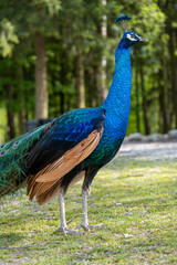 Obraz premium Close-up of a peacock standing in the woods