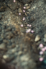Planting seeds in the garden, spring garden work