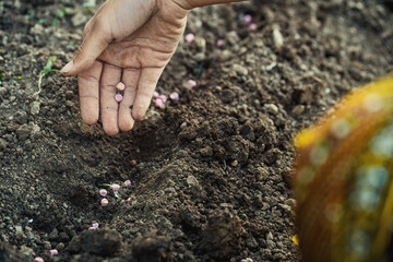 Planting seeds in the garden, spring garden work